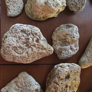 Western NY Authentic Fossils! Collectibles or garden and pathway rocks - Large
