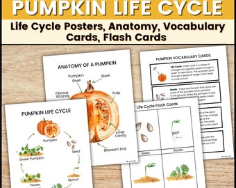 Pumpkin Life Cycle Printable, Fall Pumpkin Poster, Pumpkin Vocabulary Cards, Homeschool Resource, Fall Classroom Poster, Montessori Teaching