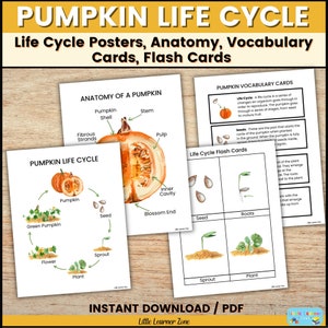 Kürbis Lebenszyklus druckbar, Herbst Kürbis Poster, Kürbis Vokabelkarten, Homeschool Ressource, Herbst Klassenzimmer Poster, Montessori Lehre
