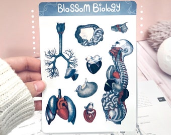 Human Anatomy Sticker Sheet | Vintage Biology Stickers