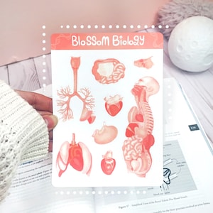 Hoja de pegatinas de biología / Anatomía humana / Hoja de pegatinas de química / Regalo de ciencias para estudiantes / Regalo de premed / Linda pegatina estética STEM
