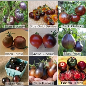 Pomodoro set 5 : semi di pomodoro 9 varietà di pomodoro scuro semi varietà rare rarità