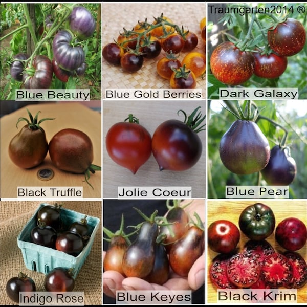 Tomaten Set 5 : Tomatensamen 9 dunkle Tomatensorten Saatgut seltene Sorten Rarität
