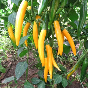 Hot Pepper Seeds 20 Varieties of Non GMO, Non Hybrid, Heirloom for example Jalapeno, Habanero, Aji Charapita, Carolina Reaper... image 4
