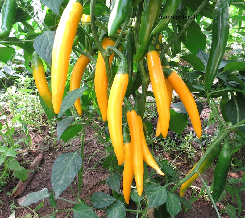 Hot Pepper Seeds 20 Varieties of Non GMO, Non Hybrid, Heirloom for example Jalapeno, Habanero, Aji Charapita, Carolina Reaper... image 4