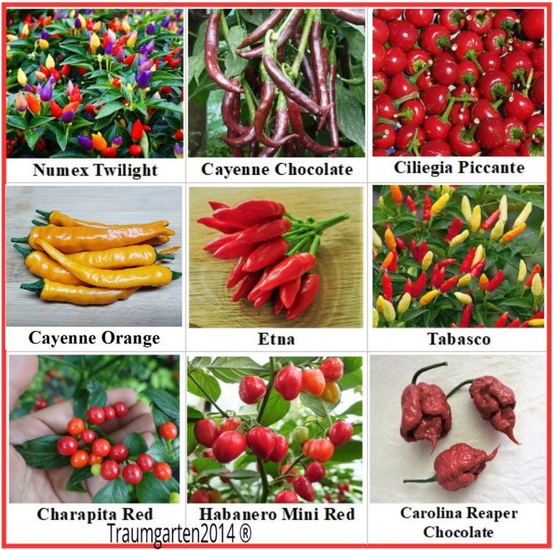 hot Pepper 12 varieties , seeds , Heirloom, Open Pollinated, Non-GMO image 1