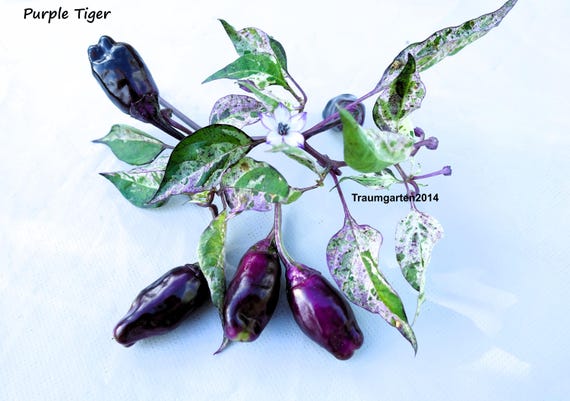 Chili Set: 20 Varieties of Seeds, Individually Packaged, From Mild