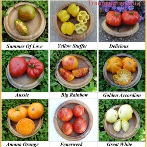 Może przedstawiać: Dziewięć różnych odmian pomidorów dziedzicznych, każda prezentowana na drewnianym talerzu z zielonym listowiem w tle. Pomidory są ułożone w siatkę, a każda odmiana jest opisana pod swoim talerzem. Odmiany obejmują Summer of Love, Yellow Stuffer, Delicious, Aussie, Big Rainbow, Golden Accordion, Amana Orange, Feuerwerk i Great White.