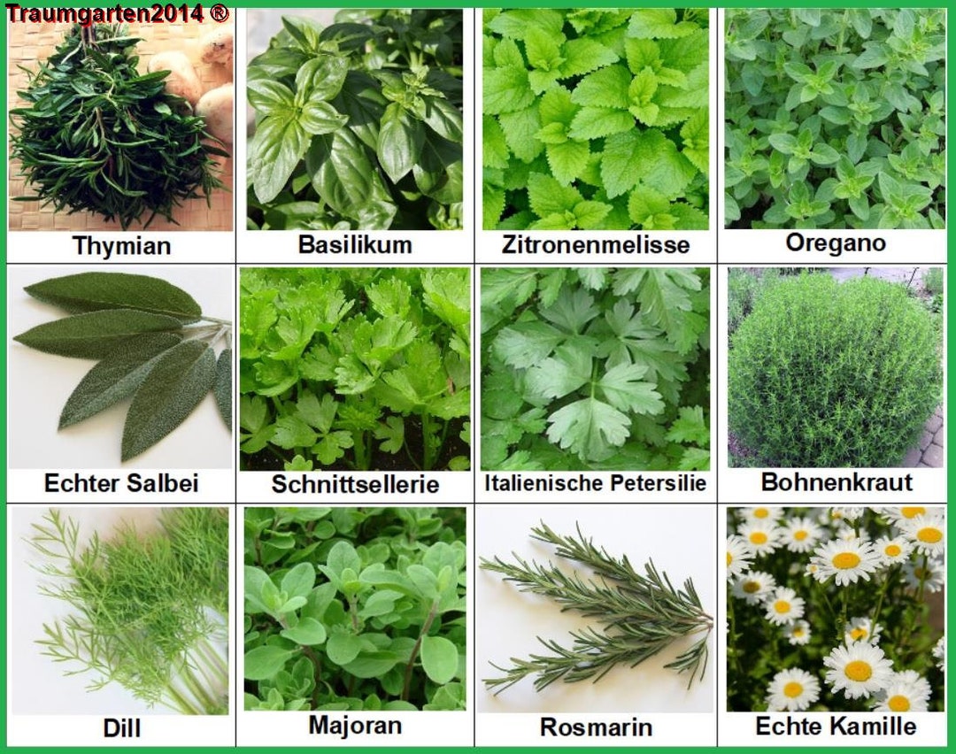 Kruidenzaden Pakket 12 Essentiële Soorten Organifer review - moestuinen.nl