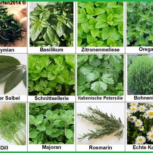Herb Set: Herbal Seeds 12 varieties e.g. Oregano Thyme Marjoram Dill Rosemary Sage Lemon Balm Seeds