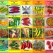 see more listings in the Hot Pepper Seeds section