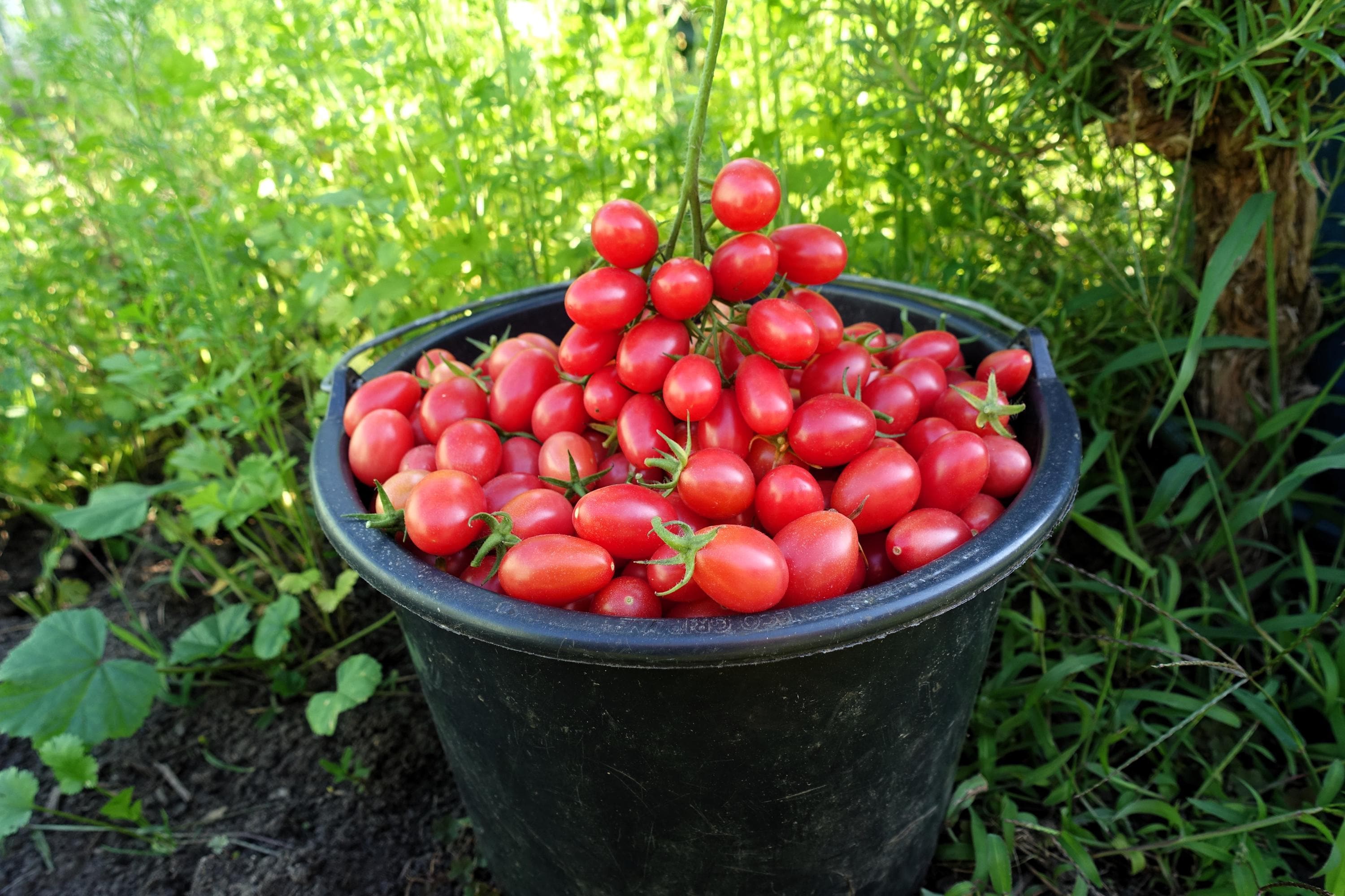 Semi Di Chia Biologici ZenGreens® Semi Di Pomodoro Ciliegino Biologico - Semi Di Verdure Timo Strisciante - Foto 11