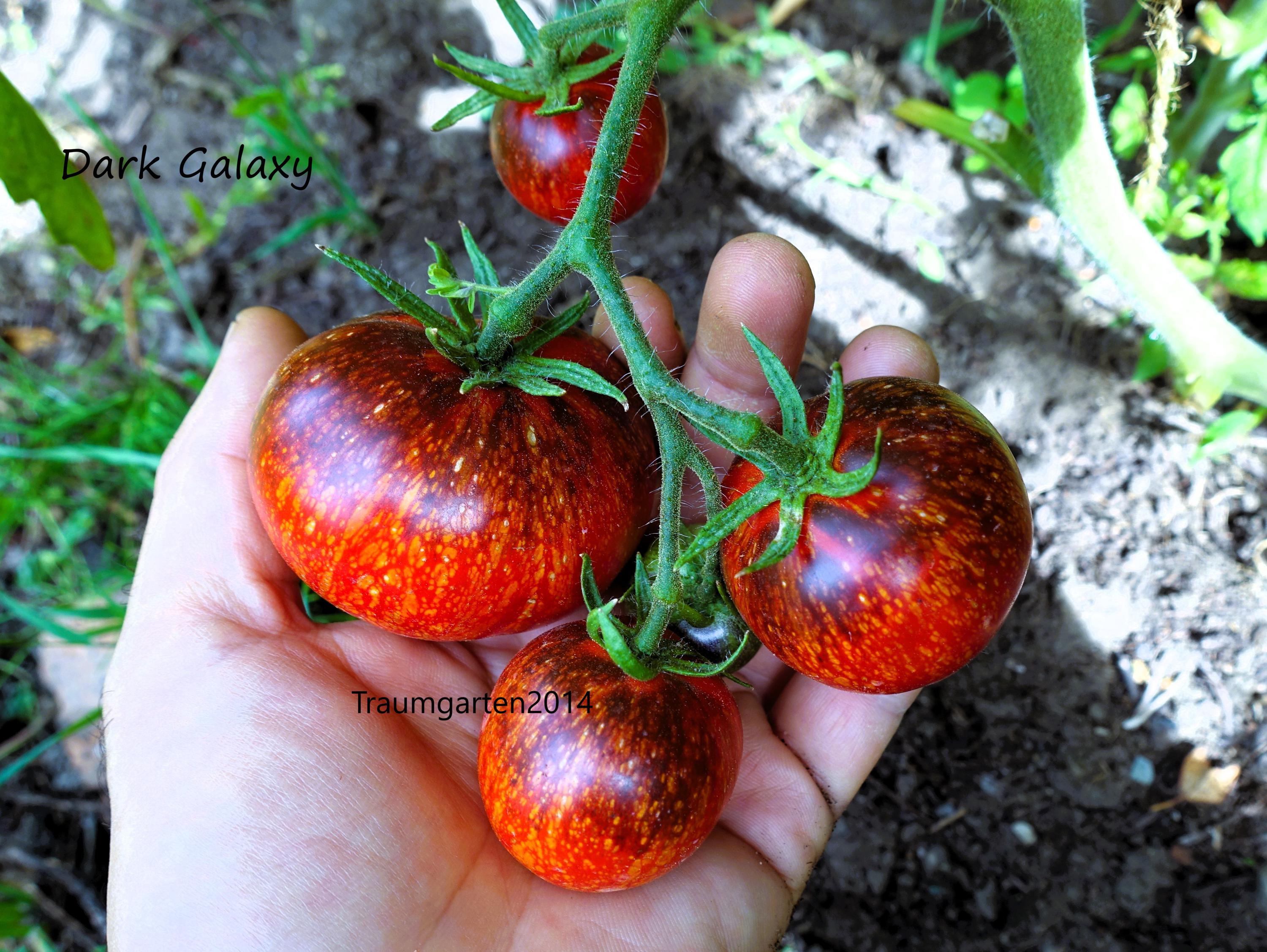 Tomato Set 5 : Tomato Seeds 9 Dark Tomato Varieties Seeds Rare