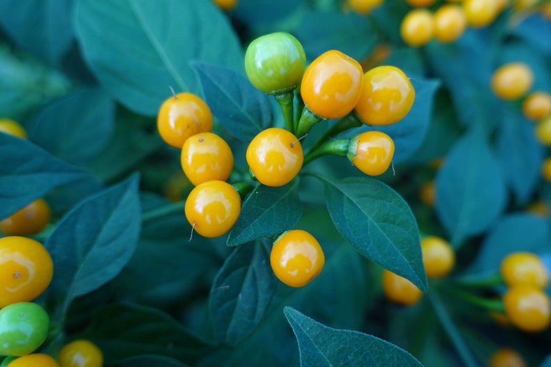 Aji Charapita Chili-Samen Sortiment (Gelb + Rot) – 20 Samen, Gilt Als Teuerste Chili Der Welt