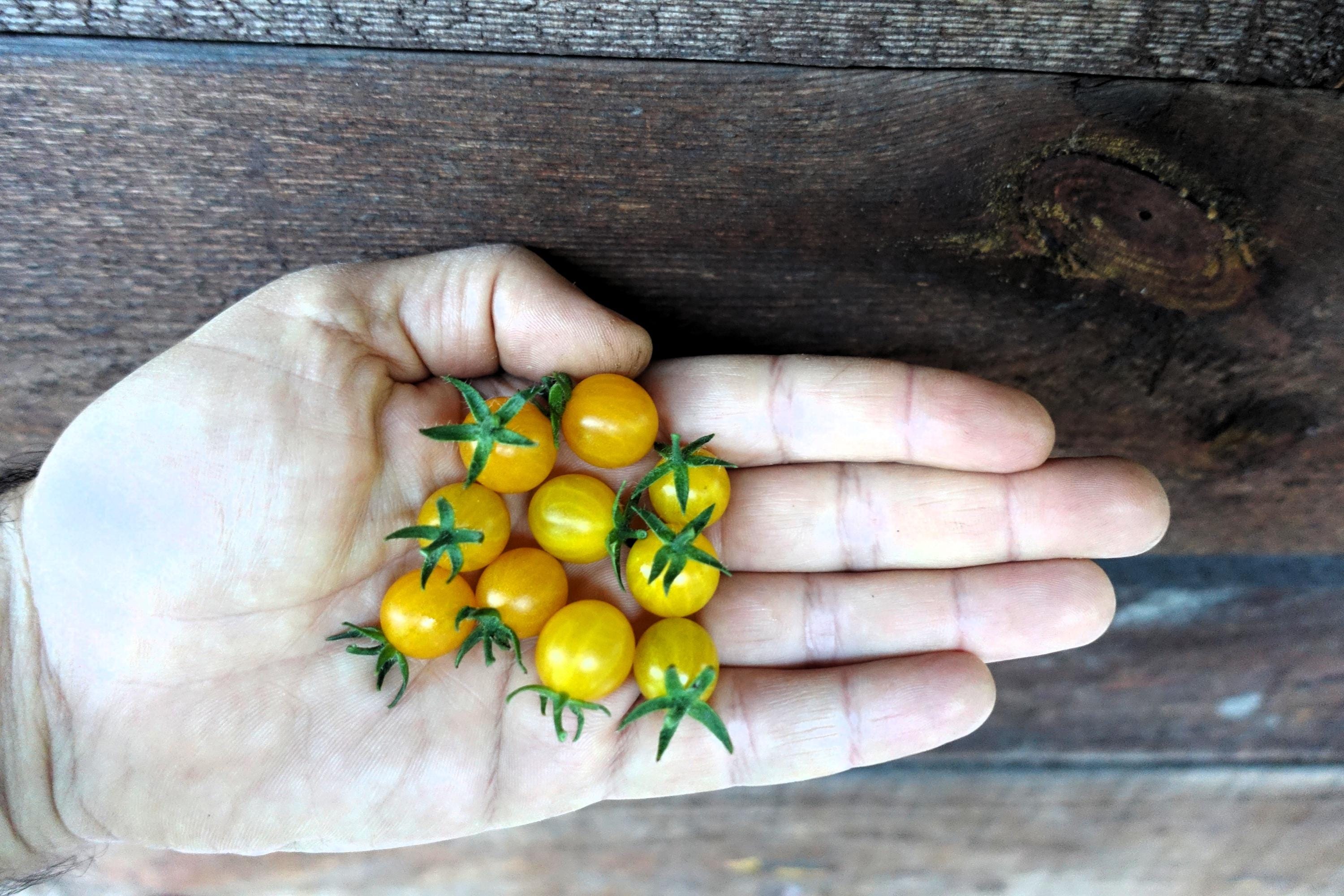 Semi Di Chia Biologici ZenGreens® Semi Di Pomodoro Ciliegino Biologico - Semi Di Verdure Timo Strisciante - Foto 6