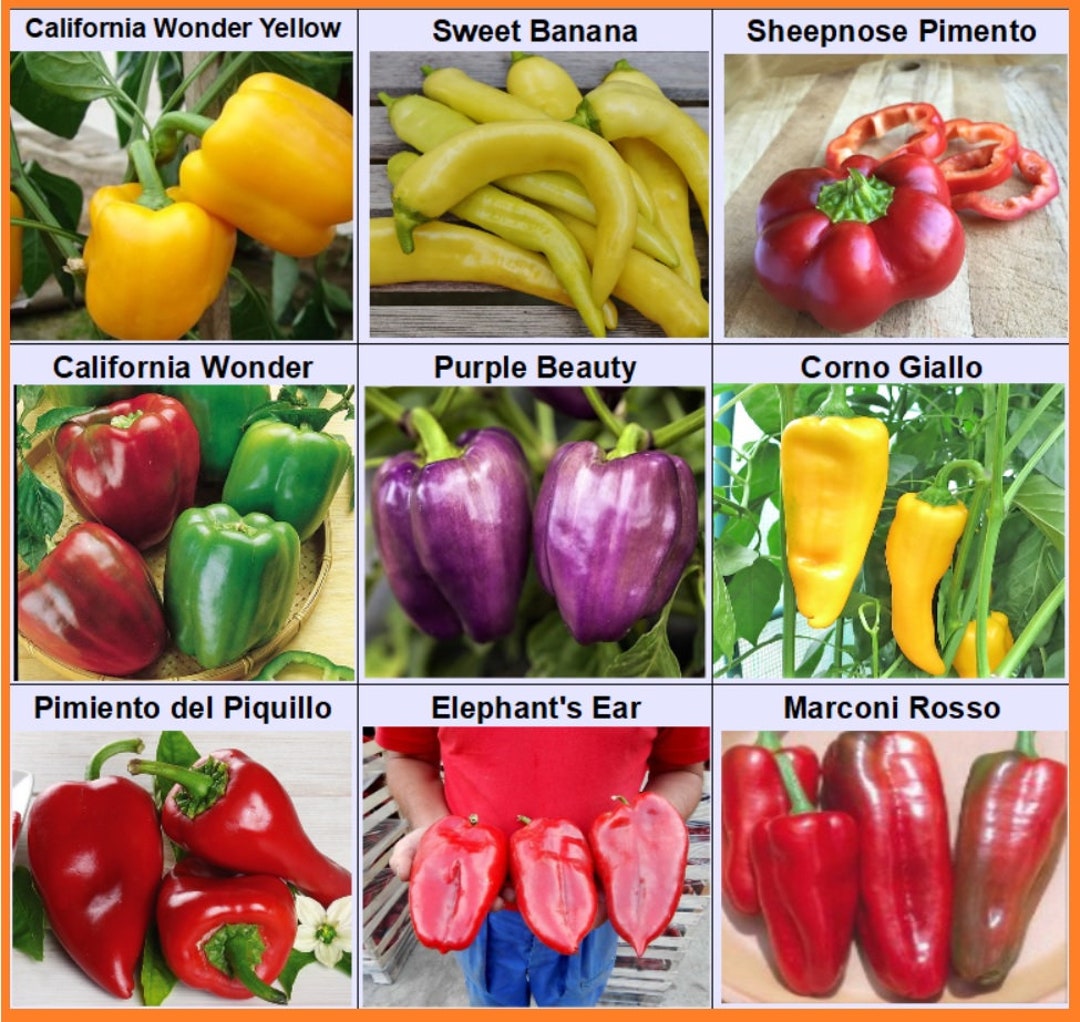 Paprika Set Paprikasamen 9 Sorten Snackpaprika Spitzpaprika Etsy.de