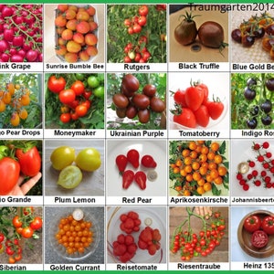 Tomaten Collectie 2: 20 soorten tomatenzaad, 100% zaadvast , GMO-vrij, vlees- & cherrytomaten in diverse kleuren, zeldzame rassen