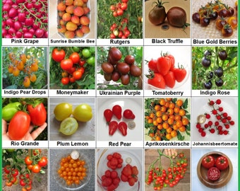 Collezione Pomodori 2: 20 varietà di semi, 100% da seme e senza OGM, pomodori da insalata & ciliegino in vari colori, varietà rare