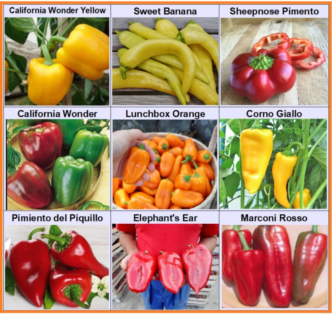 Sweet Pepper 9 Varieties , Paprika Seeds , Heirloom, Open Pollinated, Non-gmo - Israel Sweet Pepper 9 Varieties , Paprika Seeds , Heirloom, Open Pollinated, Non-gmo - Israel