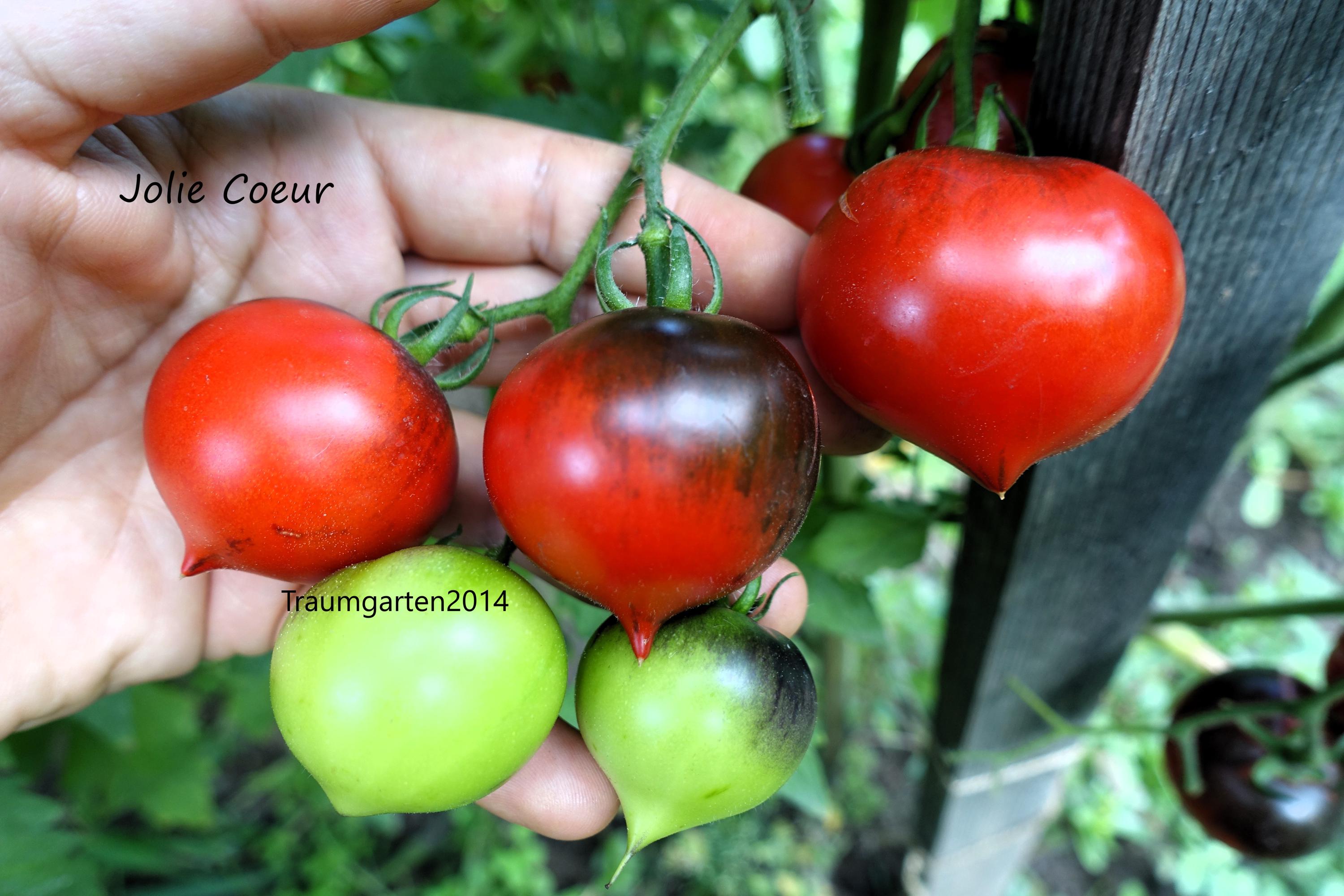 Tomato Set 5 : Tomato Seeds 9 Dark Tomato Varieties Seeds Rare