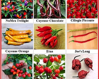 thumbnail image 2 of Organic Kurtovszka Kápia Sweet Pepper 100 Seeds - Non-GMO 2 of 14
