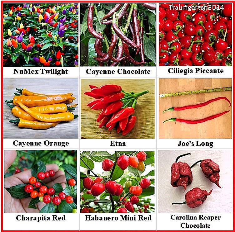 Hot Pepper 12 Varieties , Seeds , Heirloom, Open Pollinated, Non