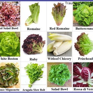 Lettuce seed set 12 varieties I seeds with a high germination rate I for the garden and balcony I colourful, healthy and delicious