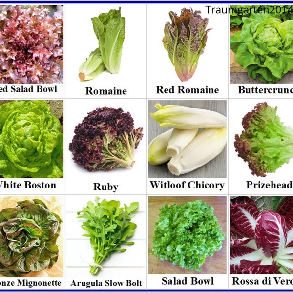 Salat Samen Set 12 Sorten - Saatgut mit hoher Keimrate - für Garten und Balkon - gesund und lecker