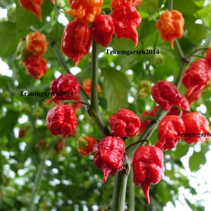 Hot Pepper Seeds 20 Varieties of Non GMO, Non Hybrid, Heirloom for example Jalapeno, Habanero, Aji Charapita, Carolina Reaper... image 2