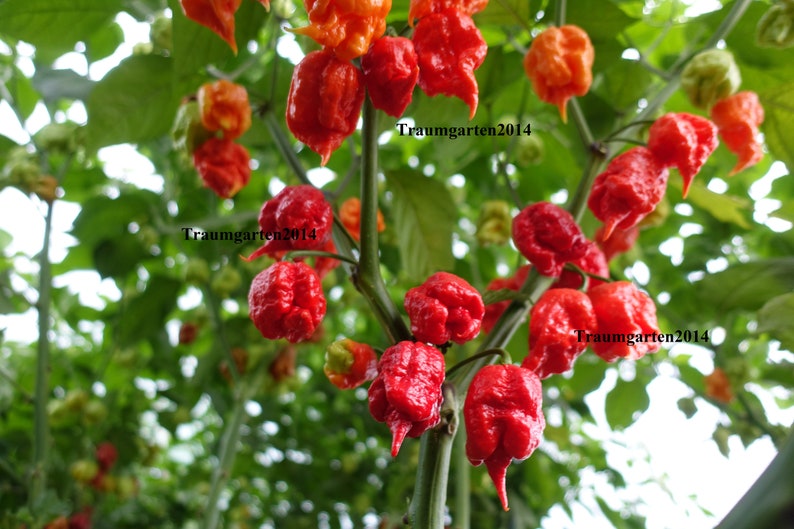 Hot Pepper Seeds 20 Varieties of Non GMO, Non Hybrid, Heirloom for example Jalapeno, Habanero, Aji Charapita, Carolina Reaper... image 2