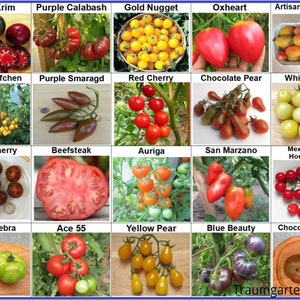 Op de afbeelding: Een tabel met 20 verschillende tomatensoorten, elk met een naam en een foto van de tomaten. De tomaten zijn gerangschikt in een raster van vier rijen en vijf kolommen. De tomatensoorten omvatten Black Krim, Purple Calabash, Gold Nugget, Oxheart, Artisan Blush Tiger, Blondköpfchen, Purple Smaragd, Red Cherry, Chocolate Pear, White Cherry, Black Cherry, Beefsteak, Auriga, San Marzano, Mexican Honey Tomato, Green Zebra, Ace 55, Yellow Pear, Blue Beauty en Chocolate Stripes.