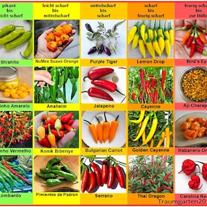 Chili Set 1 : Chilisamen 20 Sorten z.B Jalapeno . Aji Charapita . Carolina Reaper ... Saatgut angebaut in Deutschland