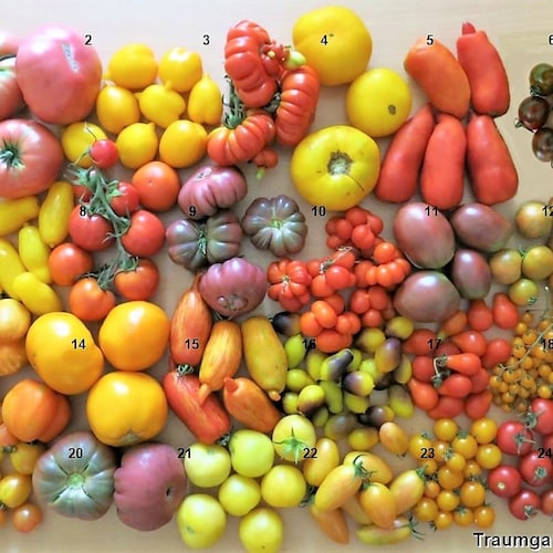 Semi Pomodoro Nero Kumato - 25 Semi Spagnoli Heirloom Per Pomodori Da Insalata - Foto 7