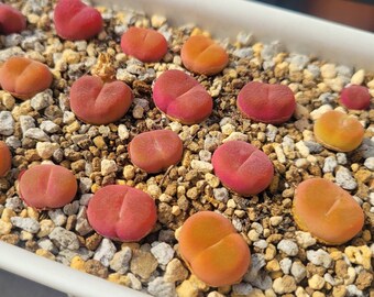 Live Plants *** Rare Succulents Conophytum Maughanii MG#1801.1 "Flat Peach" Mother Plants