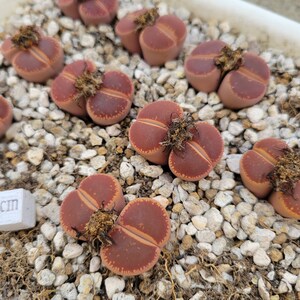 May include: Close-up of a group of small, brown, heart-shaped succulents with a textured surface. The succulents are growing in a pot filled with small, white rocks.