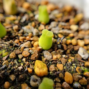 Live Plant Rare Succulents Conophytum Devium MG1416.4 'Mother Plant' RANDOMLY PICKED image 4