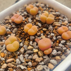 May include: A close-up of a group of small, heart-shaped succulents in a pot. The succulents are a pale orange color and are surrounded by small, gray rocks.