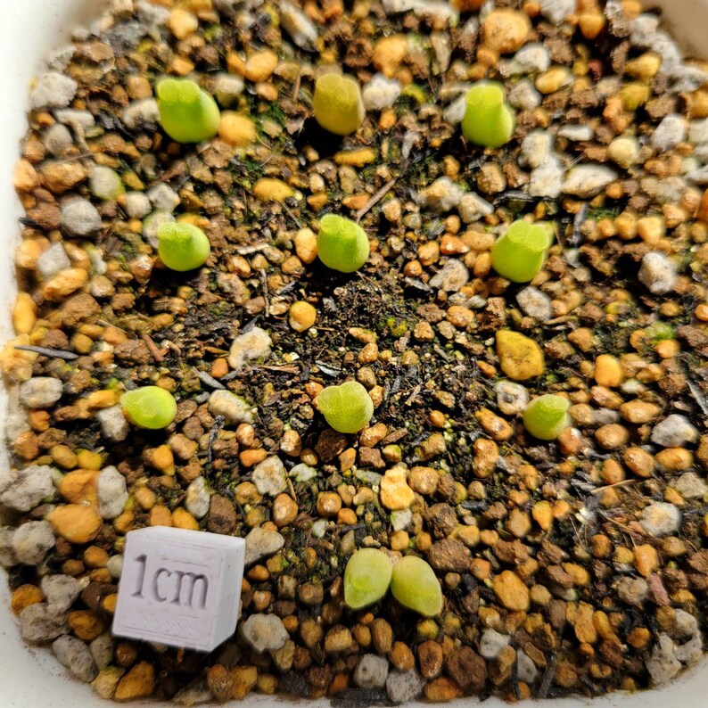 Live Plant Rare Succulents Conophytum Devium MG1416.4 'Mother Plant' RANDOMLY PICKED image 7