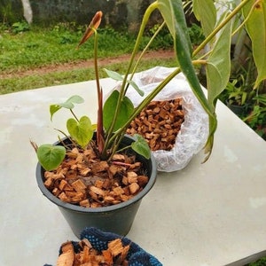 Organic Coconut Activated Charcoal for Orchids /Anthurium and other plants Organic Coconut Activated Charcoal for Orchids /Anthurium and other plants