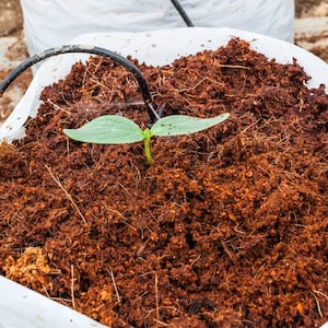 Könnte beinhalten: Ein kleiner grüner Sämling mit zwei Blättern wächst aus brauner Erde in einem weißen Sack. Ein schwarzes Bewässerungsrohr befindet sich über der Pflanze und versorgt sie mit Wasser. Der Boden scheint eine Mischung aus organischem Material zu sein.