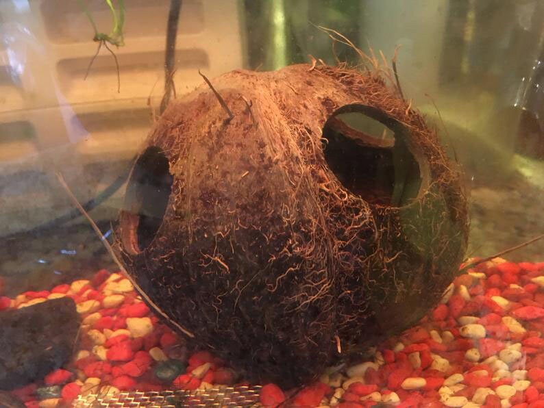 Aquarium Cave Coconut Shell Betta Cave for Fish Tank Etsy UK
