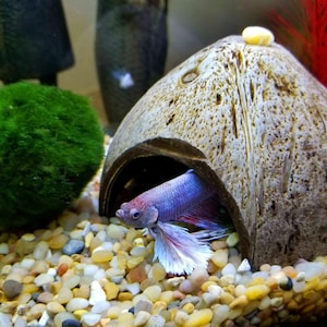 May include: A colourful betta fish, with blue and purple scales and white fins, is seen in an aquarium, emerging from a coconut shell cave. The tank has a green moss ball and a gravel substrate.