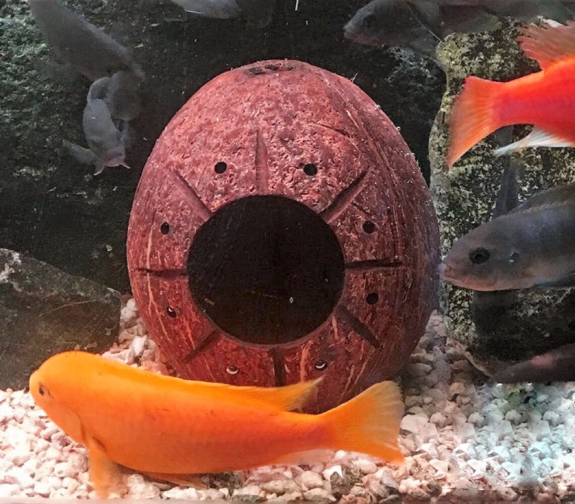Aquarium Cave Coconut Shell Betta Cave for Fish Tank Etsy UK