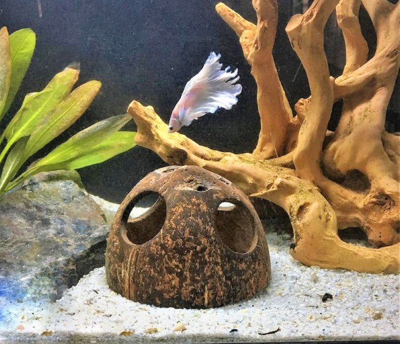 Aquarium Cave Coconut Shell Betta Cave for Fish Tank Etsy UK