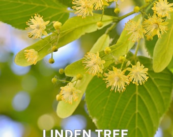 Sementes orgânicas de tília - TILIA L. - Perfeitas para hortas caseiras, não transgênicas, variedade de herança, 50 sementes para árvores bonitas e resistentes