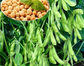 Organic Natural Soybean Seeds - Non-GMO Soy Beans, 30 Seeds, Heirloom Quality, Ideal for Home Gardening and Cooking