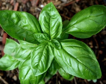 Semilla de hoja grande italiana de albahaca orgánica - Reliquia - Semillas de hierbas naturales, sin OGM - , en macetas, suelo, hidroponía y acuaponía, 100 semillas