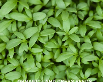 Semillas de hierbas orgánicas de berro y berro para plantar, sin OGM, 200 semillas - Microgreens, frescas, tradicionales, saludables, de cosecha propia, fáciles de cultivar