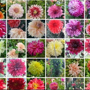 Könnte beinhalten: Eine Collage aus 36 Bildern, die eine Vielzahl von bunten Dahlien in voller Blüte zeigen. Die Blumen sind in einem Raster angeordnet und präsentieren verschiedene Farben, Formen und Größen.