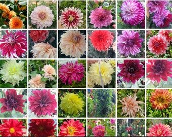 30 + semillas de colores mixtos de Dahlia doble, semillas de Dahlia Variabilis, semillas de flores anuales - / semillas de flores. Cultivar flores en interiores, exteriores,